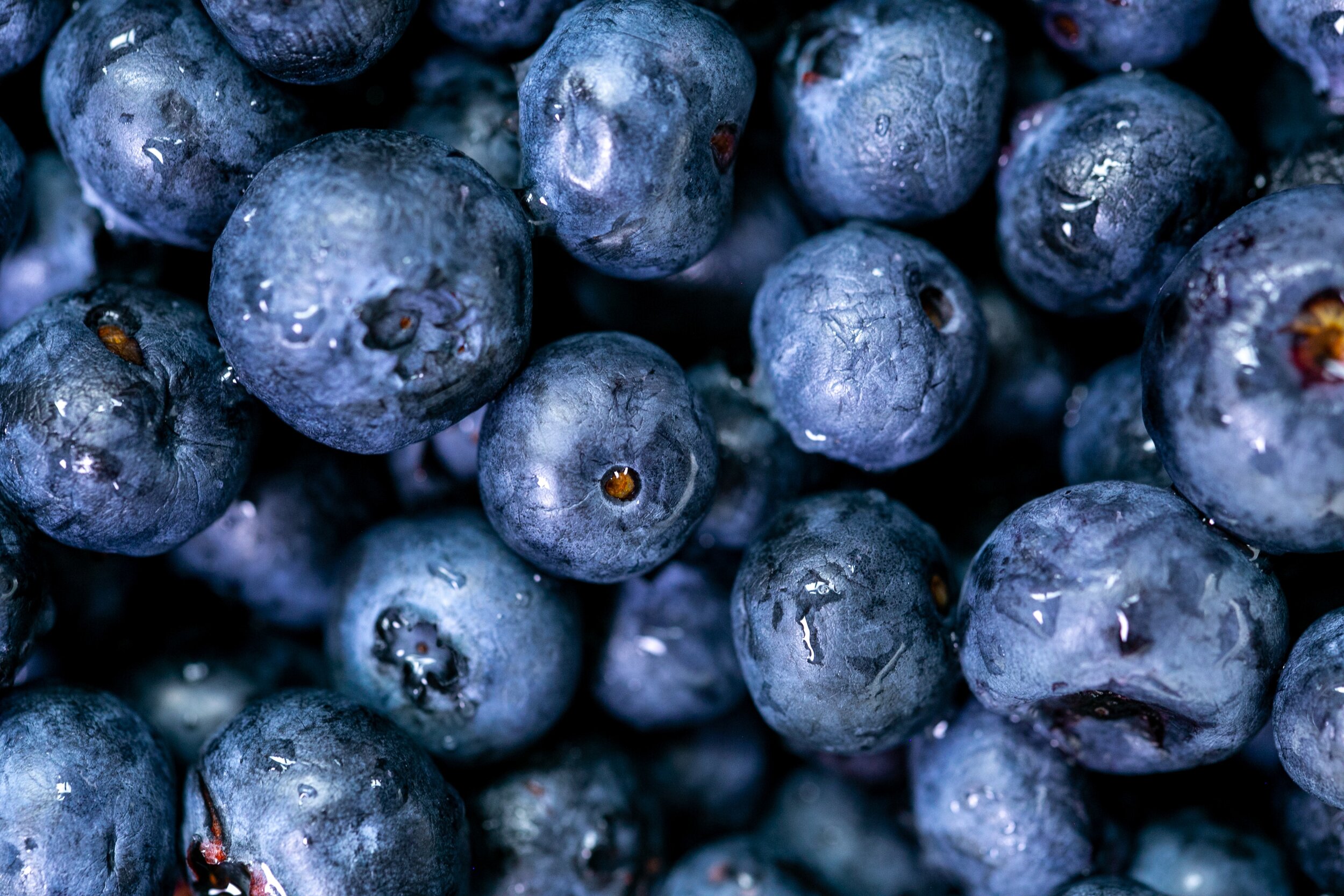 fresh south haven blueberries